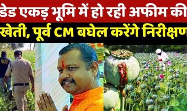 दुर्ग में मक्के की आड़ में 'अफीम' की खेती का पर्दाफाश, भाजपा नेता विनायक ताम्रकर सस्पेंड, भूपेश बोले- 100 एकड़ जमीन पर कब्जा