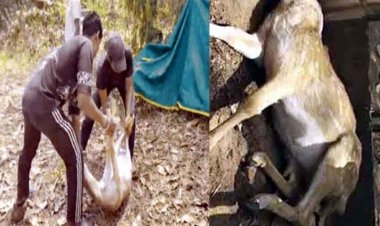 आवारा कुत्तों ने पार्क में घुसकर किया 15 हिरणों का शिकार, मामले को दबाने का प्रयास विफल, 4 अधिकारी सस्पेंड, रेंजर को नोटिस, डीएफओ ने बैठाई जांच