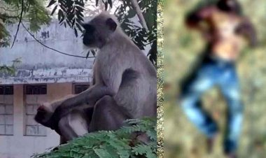 करंट लगने से मरा लंगूर का बच्चा, बच्चे के शव को सीने से लगाकर बैठी रही मां, शोक में डूबा पूरा दल, इधर जंगल में युवक की लाश, हत्या की आशंका