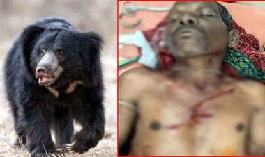 महुआ बीनते समय भालू का हमला, दो ग्रामीण घायल, एक की हालत गंभीर, जिला अस्पताल रेफर, इलाज जारी, वन विभाग ने जारी किए निर्देश