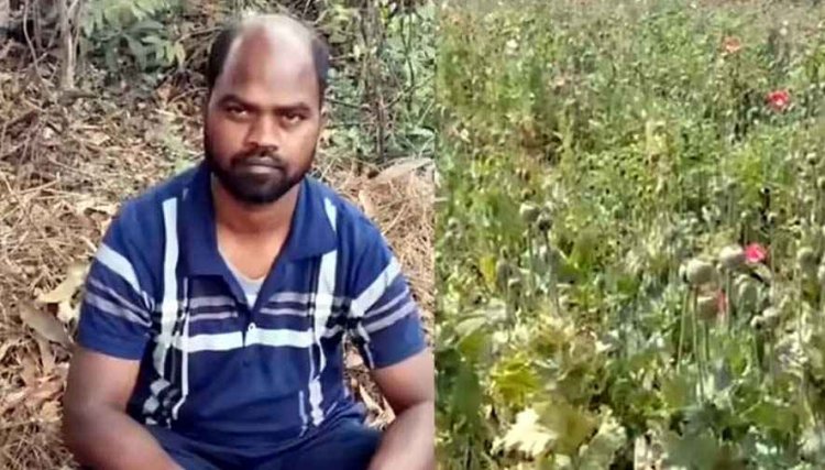 दोस्तों की इनकम देख 5 किसानों से लीज पर ली जमीन, तरबूज की जगह उगाई अफीम, 2.05 करोड़ का माल बरामद, आरोपी मार्शल संगा गिरफ्तार, दो फरार