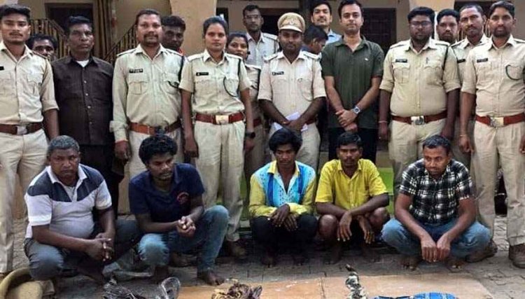 तांत्रिक पूजा के लिए तेंदुआ का शिकार, दो तेंदुए की खाल, हड्डी और नाखून के साथ अलग-अलग जिलों के 5 आरोपी गिरफ्तार, जांच जारी