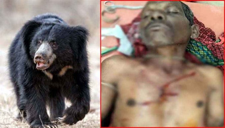 महुआ बीनते समय भालू का हमला, दो ग्रामीण घायल, एक की हालत गंभीर, जिला अस्पताल रेफर, इलाज जारी, वन विभाग ने जारी किए निर्देश