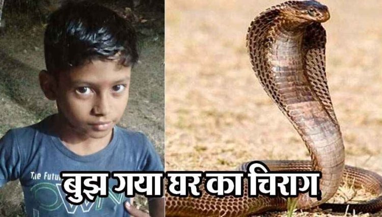 9 वर्षीय छठवीं के छात्र की सांप के डसने से हुई मौत, खेलते-खेलते बुझ गया घर का चिराग, गांव में पसरा मातम, परिजनों का रो-रोकर बुरा हाल