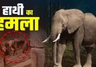 महुआ बिनने गए दंपति पर गजराज का हमला, हाथी ने पत्नी के सामने पति को उठाकर पटका, इलाके में दहशत, मौत के बाद ग्रामीणों में भारी आक्रोश