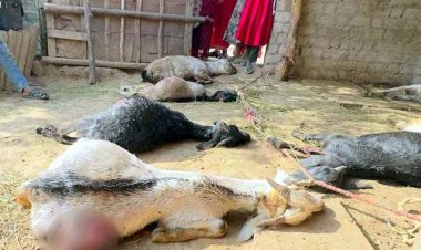 मवेशियों के साथ दरिंदगी, एक ही रात में 17 बकरा-बकरियों की संदिग्ध मौत से सनसनी, हत्या या कुछ और?, सदमे में गरीब परिवार, ग्रामीणों में तरह-तरह की चर्चा