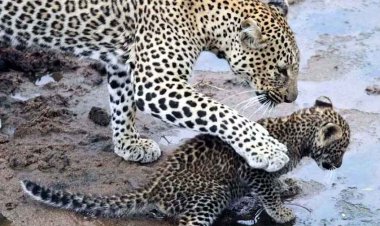 मैनपुर के पास धवलपुर रोड किनारे मृत अवस्था में मिला तेंदुआ, पीएम रिपोर्ट का इंतजार, इधर कुएं में गिरकर मादा तेंदुए और शावक की मौत, बदबू से खुला राज