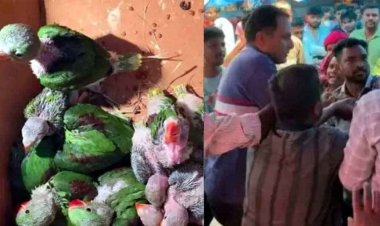 तोतों की अवैध बिक्री की शिकायत पर पहुंची टीम, कार्रवाई के दौरान बवाल, फ्लाइंग स्क्वॉड पर हमला, रेंजर को खंभे से बांधकर पीटा, मची अफरा-तफरी
