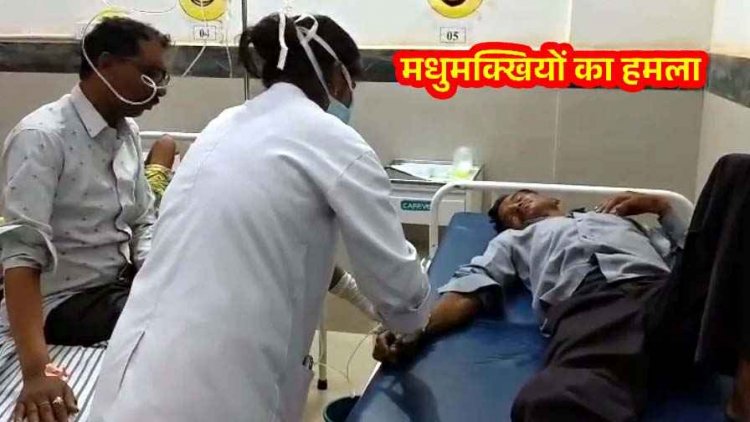 गरियाबंद सोनई रुपई मंदिर में मधुमक्खियों का तांडव, मची चीख-पुकार, प्रसाद छोड़ जान बचाकर भागे 12 से ज्यादा श्रद्धालु, अस्पताल में भर्ती, इलाज जारी