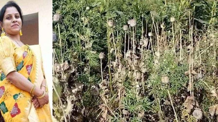 कर्मचारियों के अनिश्चितकालीन हड़ताल के बाद अफीम खेती में निलंबित दुर्ग की कृषि विस्तार अधिकारी एकता साहू बहाल, सात लोग भेजे गए जेल