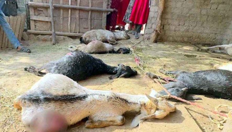 मवेशियों के साथ दरिंदगी, एक ही रात में 17 बकरा-बकरियों की संदिग्ध मौत से सनसनी, हत्या या कुछ और?, सदमे में गरीब परिवार, ग्रामीणों में तरह-तरह की चर्चा