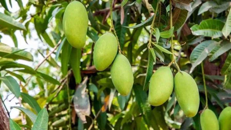 पेड़ से गिरकर युवक की मौके पर मौत, संतुलन बिगड़ते ही नीचे गिरा, आम तोड़ते समय हुआ दर्दनाक हादसा, परिवार और गांव में शोक का माहौल