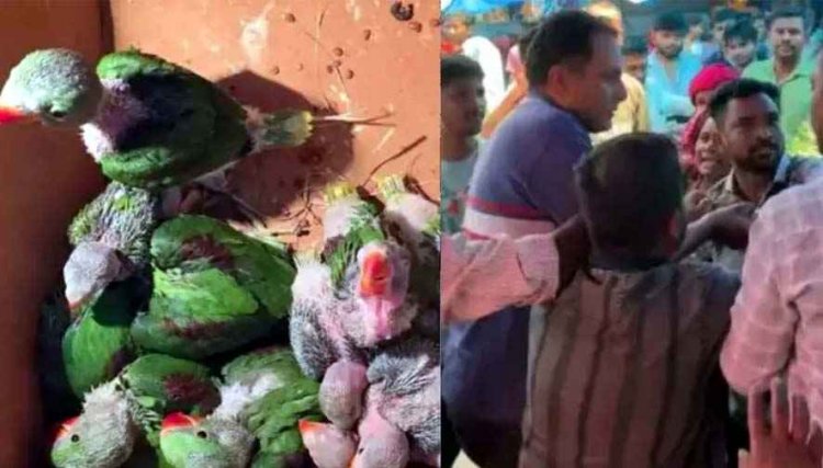 तोतों की अवैध बिक्री की शिकायत पर पहुंची टीम, कार्रवाई के दौरान बवाल, फ्लाइंग स्क्वॉड पर हमला, रेंजर को खंभे से बांधकर पीटा, मची अफरा-तफरी