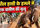 दंतैल हाथी के हमले में ग्रामीण की मौत, इलाके में चीख-पुकार और दहशत का माहौल, नाराज लोग बोले- बंगले में बिजली-एसी नहीं इसलिए नहीं रुकते अधिकारी