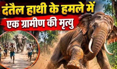 दंतैल हाथी के हमले में ग्रामीण की मौत, इलाके में चीख-पुकार और दहशत का माहौल, नाराज लोग बोले- बंगले में बिजली-एसी नहीं इसलिए नहीं रुकते अधिकारी