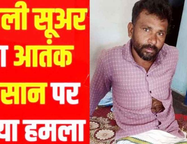 धमतरी में फसल कटाई के दौरान किसान पर जंगली सुअर ने किया हमला, घायल, इलाके में दहशत का माहौल, अस्पताल में भर्ती, मुआवजा की मांग