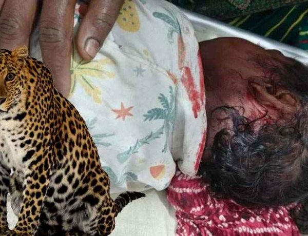 ​घर के आंगन से बच्ची को उठा ले गया तेंदुआ, तेंदुए के जबड़े से मासूम को खींच लाए माता-पिता, 24 घंटे में दूसरा शिकार, गरियाबंद में दहशत का माहौल