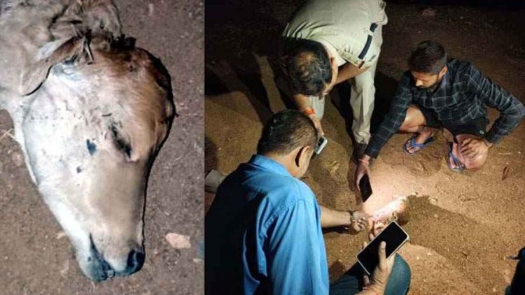 नहर किनारे गाय के बछड़े का मिला कटा हुआ सिर, इलाके में फैली सनसनी, नाराज ग्रामीणों में भारी आक्रोश का माहौल, उचित कार्यवाही करने की मांग