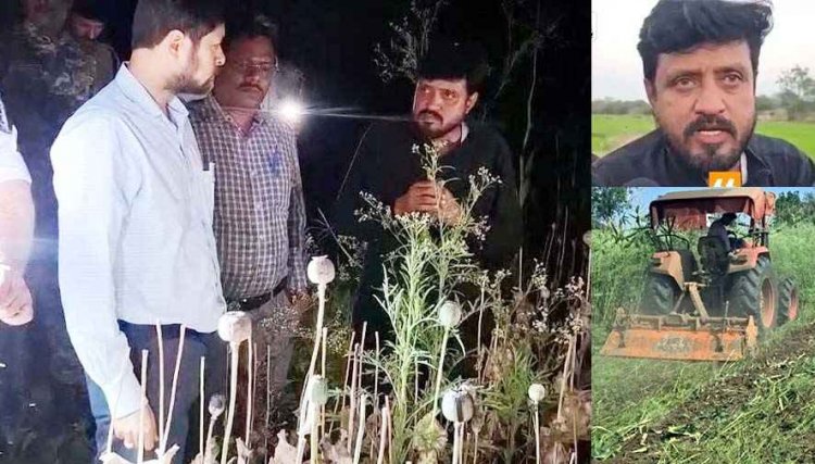अफीम की खेती का खुलासा करने वाला सरपंच बर्खास्त, चुनावी हलफनामे में आपराधिक मामला छिपाया, 2 महीने पहले बीजेपी नेता के खिलाफ की शिकायत