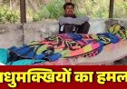 जंगली जानवरों का खतरा, मधुमक्खियों का जानलेवा हमला, इलाज के दौरान सास ने तोड़ा दम, जिंदगी और मौत के बीच जूझ रहा दामाद, गांव में पसरा मातम