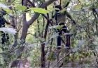गरियाबंद के जंगल में पेड़ पर लटका मिला अज्ञात युवक का शव, इलाके में फैली सनसनी, आत्महत्या या कुछ और? जांच में जुटी पुलिस