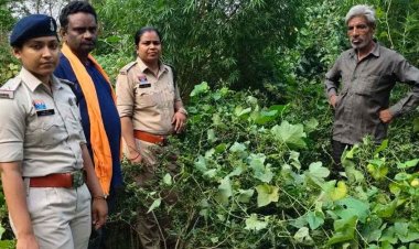 नदी किनारे बाड़ी में उगा रहा गांजा, बाड़ी में सब्जियों के बीच मिले बड़े-बड़े पौधे, गांजे की अवैध खेती पर पुलिस की बड़ी कार्रवाई, बुजुर्ग किसान गिरफ्तार