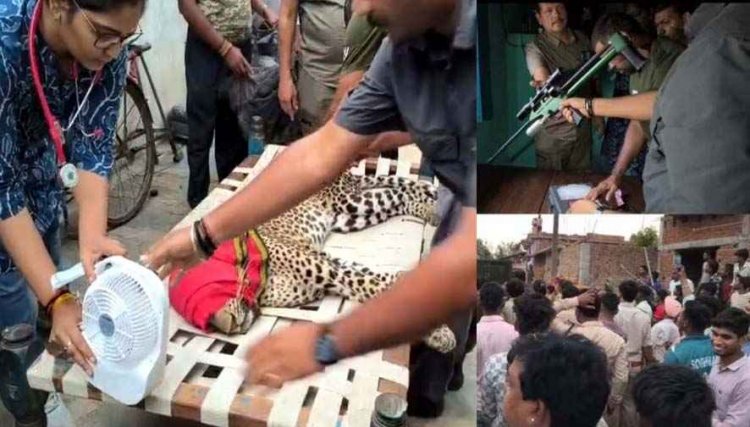 ग्रामीण के घर घूसा तेंदुआ, गांव में अफरा-तफरी का माहौल, 8 घंटे चला रेस्क्यू अभियान, तेंदुए की हालत नाजुक, इलाज जारी, घटना बनी इलाके में चर्चा का विषय