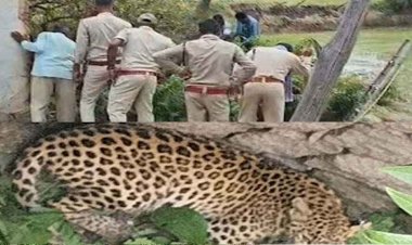 सूखे कुएं में गिरा तेंदुआ, इलाके में मचा हड़कंप, सीढ़ी के सहारे तेंदुए को कुआं से निकाला बाहर, वन विभाग का सफल ऑपरेशन, जंगल पहुंचा सुरक्षित