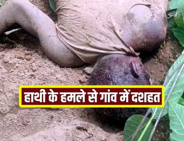 हाथी का खूनी तांडव, मशरूम ढूंढने जंगल गए जहाज को गजराज ने कुचलकर मार डाला, ग्रामीणों ने दहशत का माहौल, सुरक्षा की मांग, अलर्ट जारी