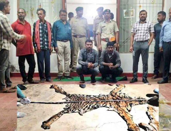 बाघ खाल तस्करी मामले में वन विभाग की बड़ी प्रशासनिक कार्रवाई, पासेवाड़ा रेंजर, डिप्टी रेंजर और बीट गार्ड सस्पेंड, 7 आरोपी भेजे गए जेल