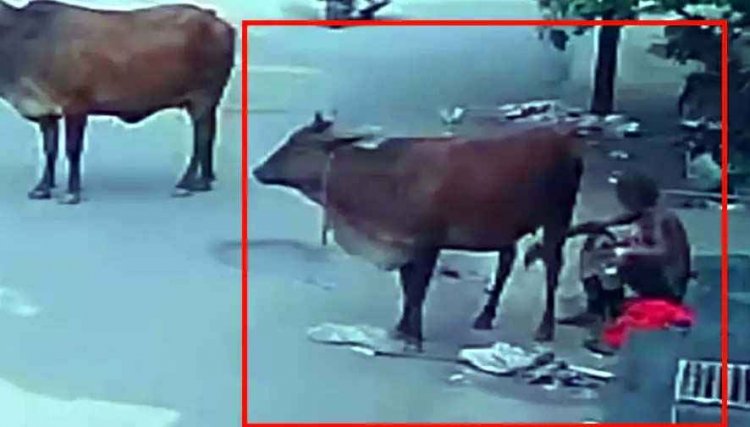 रायपुर में गाय से बुजुर्ग ने किया दुष्कर्म, CCTV फुटेज आया सामने, लोगों में आक्रोश का माहौल, धार्मिक भावनाएं आहत करने का आरोप, आरोपी देव शरण गिरफ्तार