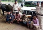 अवैध मवेशी परिवहन पर दुर्ग पुलिस का शिकंजा, मवेशियों से भरी पिकअप पकड़ी, 6 आरोपी गिरफ्तार, हिरासत में 2 नाबालिग, बाइक समेत तीन वाहन जप्त