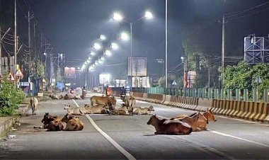 ​नगर पालिका परिषद को नींद से जागना होगा: आखिर कब नींद से जागेगा प्रशासन, जिम्मेदारियां समझने का वक्त, लचर व्यवस्था पर उठे गंभीर सवाल