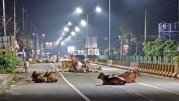 ​नगर पालिका परिषद को नींद से जागना होगा: आखिर कब नींद से जागेगा प्रशासन, जिम्मेदारियां समझने का वक्त, लचर व्यवस्था पर उठे गंभीर सवाल