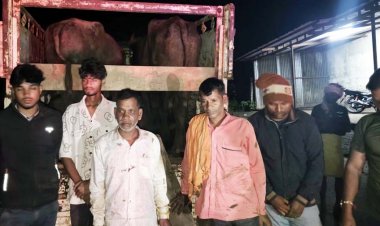 मवेशियों को बूचड़खाने लेकर जा रहे 5 आरोपी रंगे हाथों गिरफ्तार, दो पिकअप और चार मोबाइल समेत 12.30 लाख की संपत्ति जब्त, 8 मवेशी बरामद