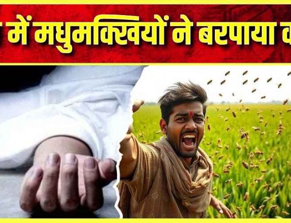 मधुमक्खियों के जानलेवा हमले से बचने भागा युवक, खेत के पानी में डूबा मिला बेटी के घर मदद करने आए किसान का शव, परिजनों का रो-रोकर बुरा हाल