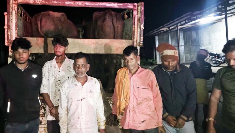 मवेशियों को बूचड़खाने लेकर जा रहे 5 आरोपी रंगे हाथों गिरफ्तार, दो पिकअप और चार मोबाइल समेत 12.30 लाख की संपत्ति जब्त, 8 मवेशी बरामद