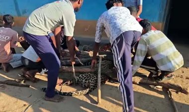 3 साल की बेटी पर किया हमला को तेंदुए से भिड़ गया पिता, गर्भवती-महिला समेत 2 की मौत, ग्रामीणों ने खुद पकड़ा तेंदुआ, गांव में राहत का माहौल