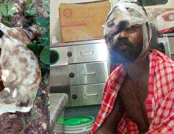 गरियाबंद में तेंदुए के हमले से मवेशी लहूलुहान, इधर जंगल में गाय चराने गए युवक पर दो भालुओं का हमला, नाजुक हालत में रायपुर रेफर, बाघ भी खतरा बढ़ा